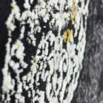 Algiers Rug - Close-Up of Plush Acrylic Pile with 700 Reeds